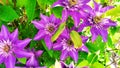 Clematis lilac during flowering. Flower buds close-up. Perennial flowers Royalty Free Stock Photo