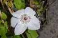 Clematis Miss Bateman Royalty Free Stock Photo