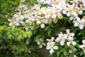 Clematis montana also known as mountain clematis or Himalayan clematis growing on a wall in a garden Royalty Free Stock Photo