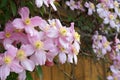 Clematis Montana flowers  Clematis Elizabeth close up Royalty Free Stock Photo