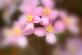 Clematis Montana flowers  Clematis Elizabeth close up Royalty Free Stock Photo