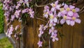 Clematis Montana flowers  Clematis Elizabeth close up Royalty Free Stock Photo