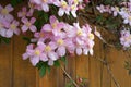 Clematis Montana flowers  Clematis Elizabeth close up Royalty Free Stock Photo