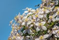 Clematis montana flowers from close on a sunny day in springtime