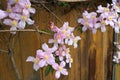 Clematis Montana flowers  Clematis Elizabeth close up Royalty Free Stock Photo