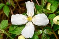 Clematis montana grandiflora