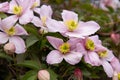 Mountain clematis montana rubens blooming in late spring Royalty Free Stock Photo