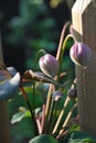 Clematis montana Rubens - flower buds Royalty Free Stock Photo