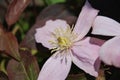 Clematis montana \'Rubens\'