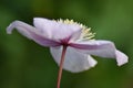 Clematis montana \'Rubens\' Royalty Free Stock Photo