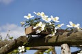 Clematis Montana,