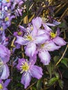 Beautiful pink four petalled Clematis Montana of the variety Rubens Royalty Free Stock Photo
