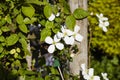 Clematis Montana,