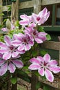 Clematis `Nelly Moiser` large flowered climber