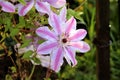 Clematis Nelly Moser or Leather flower Nelly Moser easy care perennial vine flower with leathery white with pink stripes petals Royalty Free Stock Photo