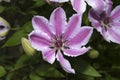 Clematis Nelly Moser Royalty Free Stock Photo