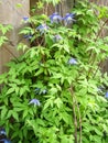 Clematis occidentalis or western blue virginsbower Royalty Free Stock Photo