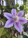 Clematis paars lila Royalty Free Stock Photo