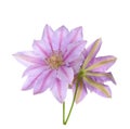 Clematis