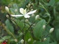 Clematis Paniculate Starfall - the pearl of the Far East.