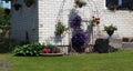 Clematis and petunias bloom near the brick wall of a village house