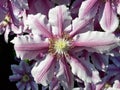 macro shot of a pink clematis bloom