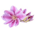 Clematis pink