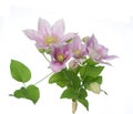 Clematis pink