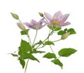 Clematis pink