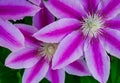 Clematis Pink Champagne Flowers