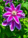 Clematis Pink Champagne Flowers