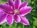 Clematis pink flower