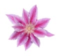 Clematis pink