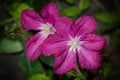 Clematis Polonez in blossom