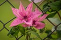 Clematis, a popular garden hybrids with light magenta flower. Background. Close up Royalty Free Stock Photo