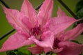 Clematis, a popular garden hybrids with light magenta flower. Ornamental climbing plant for gardens and parks Royalty Free Stock Photo
