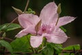 Clematis, a popular garden hybrids with light pink flower. Photo for interior Royalty Free Stock Photo