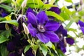 Clematis purple close-up in nature Royalty Free Stock Photo