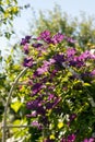 Clematis purple fluttering along the arch Royalty Free Stock Photo