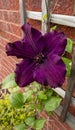 Clematis Rasputin against a trellis