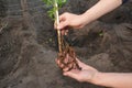 Clematis with roots. Gardener planting clematis plant in the garden