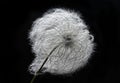 Clematis seed head Royalty Free Stock Photo