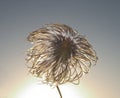 Clematis seedhead Royalty Free Stock Photo