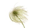 Clematis seedhead closeup detail. Royalty Free Stock Photo