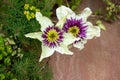 Clematis sieboldii flowers in June Royalty Free Stock Photo