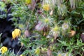 Clematis tangutica flowers in the garden, selective focus. Royalty Free Stock Photo