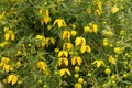 Clematis tangutica Royalty Free Stock Photo