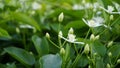 Clematis terniflora also known as Sweet autumn clematis, virginsbower Royalty Free Stock Photo