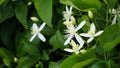Clematis terniflora also known as Sweet autumn clematis, virginsbower
