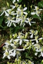 Clematis terniflora Royalty Free Stock Photo